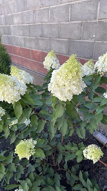 Гортензия: Саженцы — 2