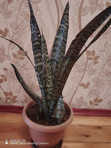 Sanseveriya (Qaynanadili) – dekorativ ev bitkisi - Növ: Sansevieria