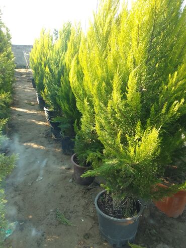 Şitillər: Bütün növ dekarativ ağacların və kol bitkiləri və meyvə ağacların -da lalafo.az — 7 Şitillər: Bütün növ dekarativ ağacların və kol bitkiləri və meyvə ağacların — 7