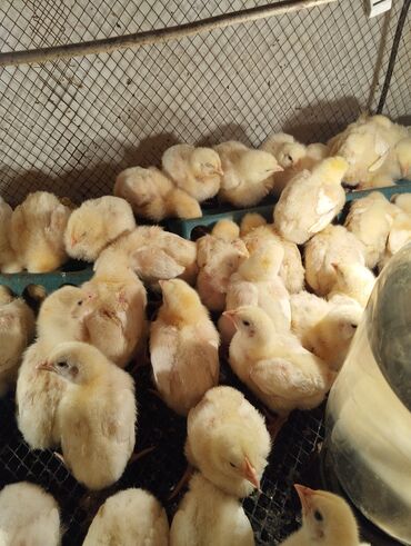 машинка для животных: Продаются цыплята бройлеров КОББ-500
недельный