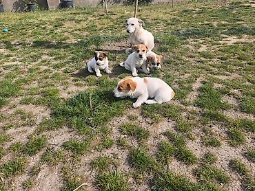 york terrier: Cek rassel teryer, 2 ay, Ünvandan götürmə — 7