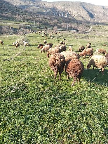Mal-qara: Erkək quzular satılır isdəyən şəxslər əlaqə saxlasın — 7