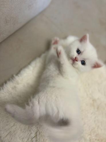 Pişiklər: Britan, Erkək, Dişi, Yaxşı əllərə, Pulsuz çatdırılma — 9