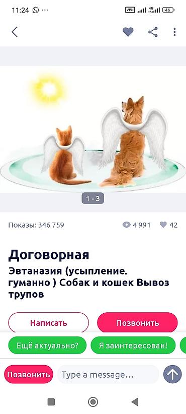 Животные: Эвтаназия домашних животных (собак и кошек) — гуманное усыпление — 1