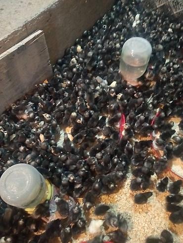 ucuz toyug: Xarkov cüceleri satılır isdiyenler nomreyle elaqe saxlasin qiymed — 1