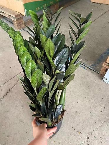 Другие комнатные растения: Комнатные крупномеры, готовые для озеленения интерьера. Состав: - — 60