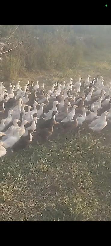 Утки: Məhsul: Ördek sürüsü (ferma yetişdirməsi) Təsvir: - Çöl şəraitində — 2