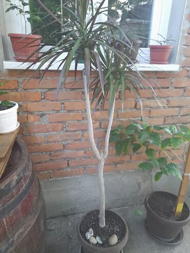 Sobne biljke: Velika Dracena 1.60 cm.Za cenu se možemo dogovoriti.Ne šaljem poštom