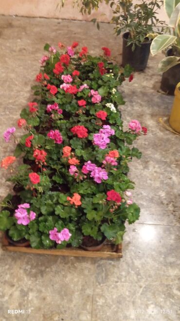 Torf: Bağçılıq və istixana üçün torf substratları və əkin kasseti — 24