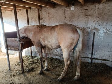 уй сх животное: Эки азый айгыр сатылат уйургода жакшы улагы бар