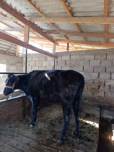 объявления о найденных животных: Продаю | Корова (самка) | Для молока | Привязанные