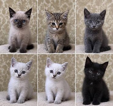 баранина живой: 🐾 **Отдам котят в добрые и заботливые руки!** 🐾 У нас **6 котят** — — 1