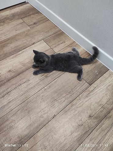 британец кот: Британский короткошёрстный котёнок, окрас блю (серый). Особенности: - — 3