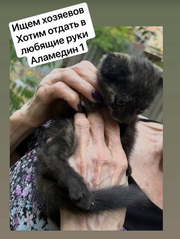 меняю доплатой мне: Отдам даром