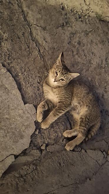 стерилизовать кошку: Кошка даром: Беспородная, 6 месяцев, Девочка, Приучена к лотку — 3