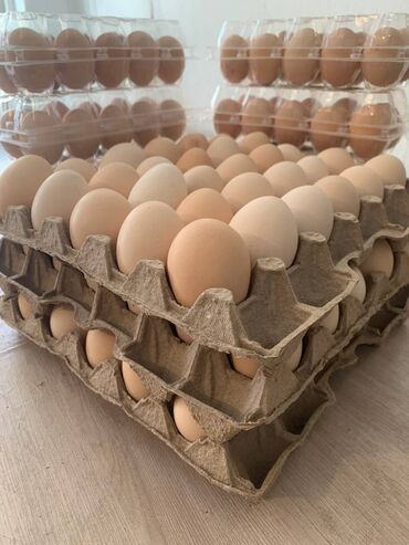 яйцо в Кыргызстан | МОЛОЧНЫЕ ПРОДУКТЫ И ЯЙЦА: Жумуртка яйцо,тукум оптом жумуртка Яйцо оптом доставка