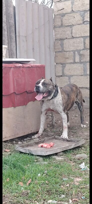 İtlər: Pitbul, 5 il, Erkek, Ünvandan götürmə