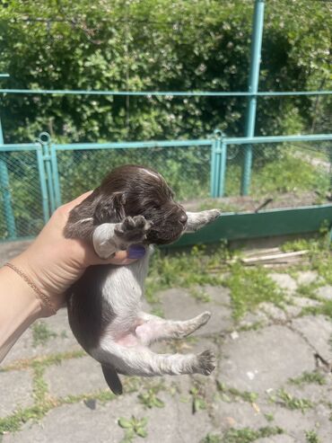 алабай щенок цена: Спаниель, 1 месяц, Самец