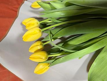 Теплицы: 🌷 Тюльпаны на продажу! Свежие, качественные, выращиваем сами. С — 10