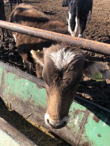 хатико собака: Продаю | Тёлка | Полукровка | На откорм at lalafo.kg хатико собака: Продаю | Тёлка | Полукровка | На откорм