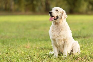 İtlər: Retriever, 8 ay, Erkek, Peyvəndli, Ünvandan götürmə