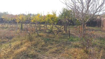 Torpaq sahələrinin satışı: 6 sot, Maklerlər narahat etməsin, Kupça (Çıxarış) — 1