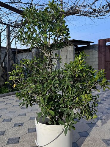 растения домашние: Продаю домашние цветы “японское дерево” редкое в Кыргызстане