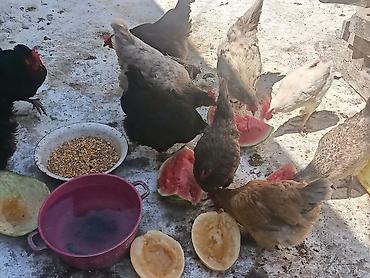 квочка куры: Продаю | Куры | Домашняя | Несушки — 1