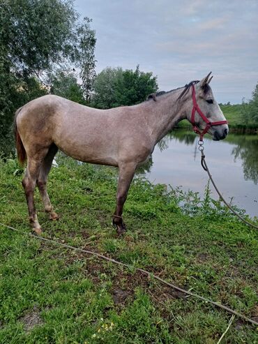 лошадь кыргызстан: Продаю | Кобыла (самка) | На забой, Для разведения, Конный спорт