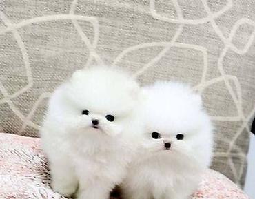 İtlər: Şpitz — 1