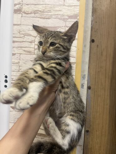 1 azn pişik: Dişi, Yaxşı əllərə, Ünvandan götürmə, Pulsuz çatdırılma