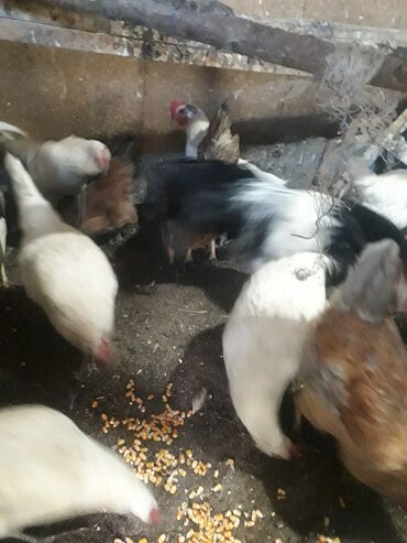 А/ч жаныбарлары үчүн тоюттар: Продаю молодых кур