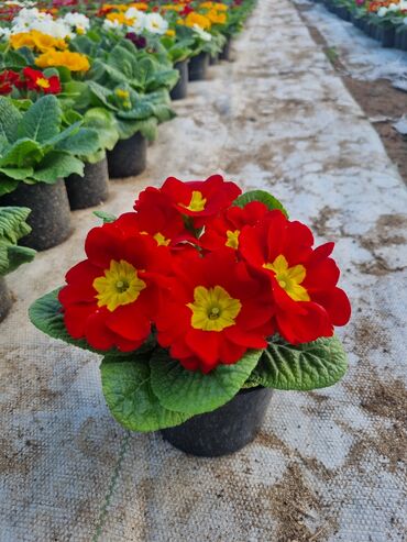 Otaq bitkiləri: 1Gullerin satişi unvanniza odenişli çatrlmada var karistan karpiz — 19