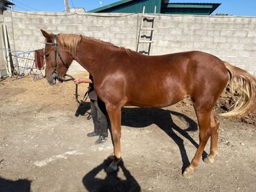 конный спорт бишкек цены в Кыргызстан | Услуги: Продаю | Кобыла (самка) | Конный спорт