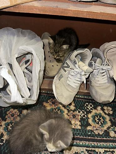 Мышыктар сатылат: Котята, домашние, пушистые малыши. - Описание: двое котят, один серый — 3