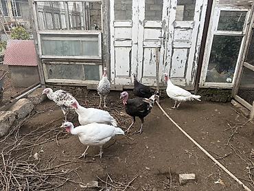 Ağ kanada,amerikan bronza
