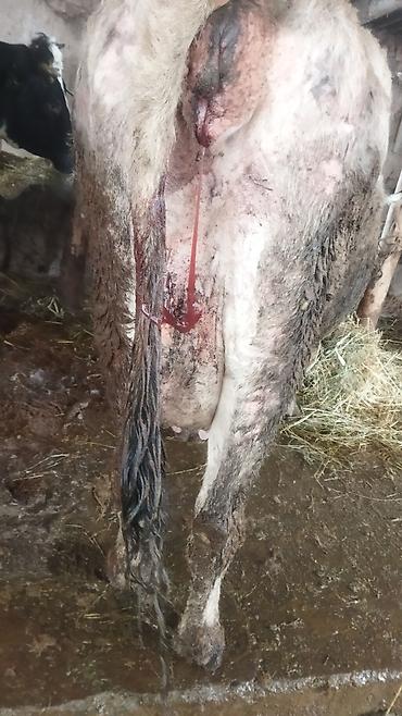 Коровы, быки: Продаю | Корова (самка) | Полукровка | После отела — 11