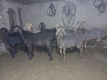 Продам с/х животных: Продаю | Баран (самец) | Гиссарская, Арашан — 1