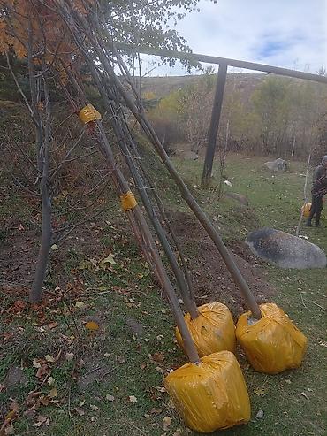 тряпки для уборки цена бишкек: Ели с комом земли для пересадки - Порода: ель (возможно — 2