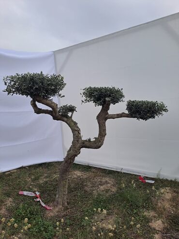 Ağaclar: Bonsai formalı zeytun ağacları – bağ və landşaft üçün Məhsulun — 1