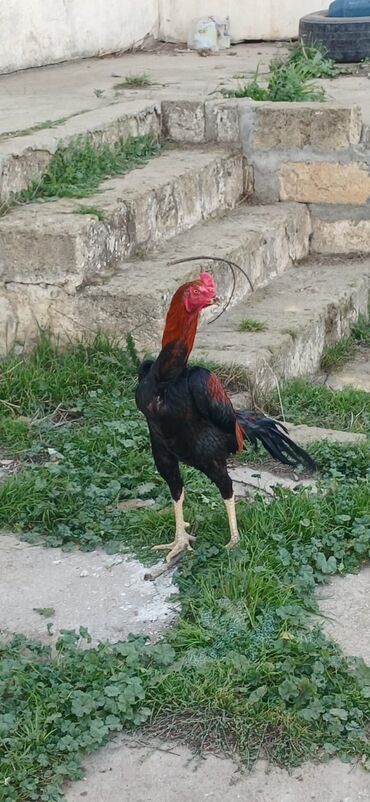 Xoruzlar: Xoruz, Heyratı, il: <1, Ödənişli çatdırılma — 13