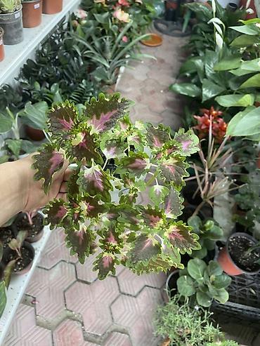 колеус: Колеус (Plectranthus scutellarioides) в декоративном горшке. - — 1