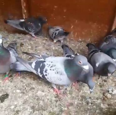 Göyərçinlər: Göyərçinlər
cütü 35 AZN — 2