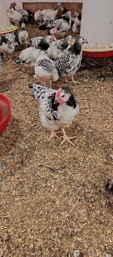 Toyuqlar: Toyuq, Broyler, Ətlik — 8