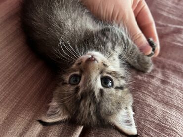 наполнитель для кошки: Беспородная, 1 месяц, Мальчик, Серый