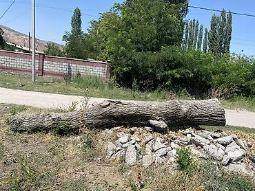 Лес кругляк: Ствол дерева, цельный бревенчатый отрезок - Порода: лиственная (по — 4