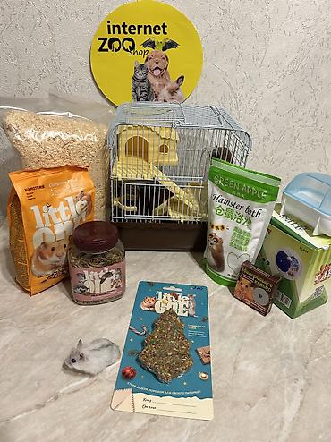 Хомяки: Продаются хомячки джунгарские, сирийские, ангорские пушистые хомячки — 23