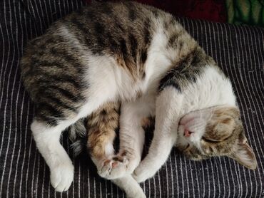 Отдам даром кошку: Котята трёхцветной окраски - Домашние котята с ярким черепаховым и — 21