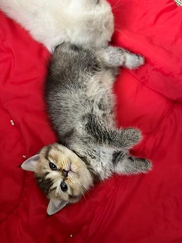 домики для кошек баку: Табби, В добрые руки — 2
