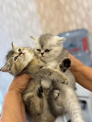 Pişiklər: Şotland, Erkək, Dişi, Yaxşı əllərə, Pulsuz çatdırılma, Ödənişli çatdırılma, Ünvandan götürmə — 8